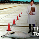 Illustration for article titled Study: Dolphins Not So Intelligent On Land